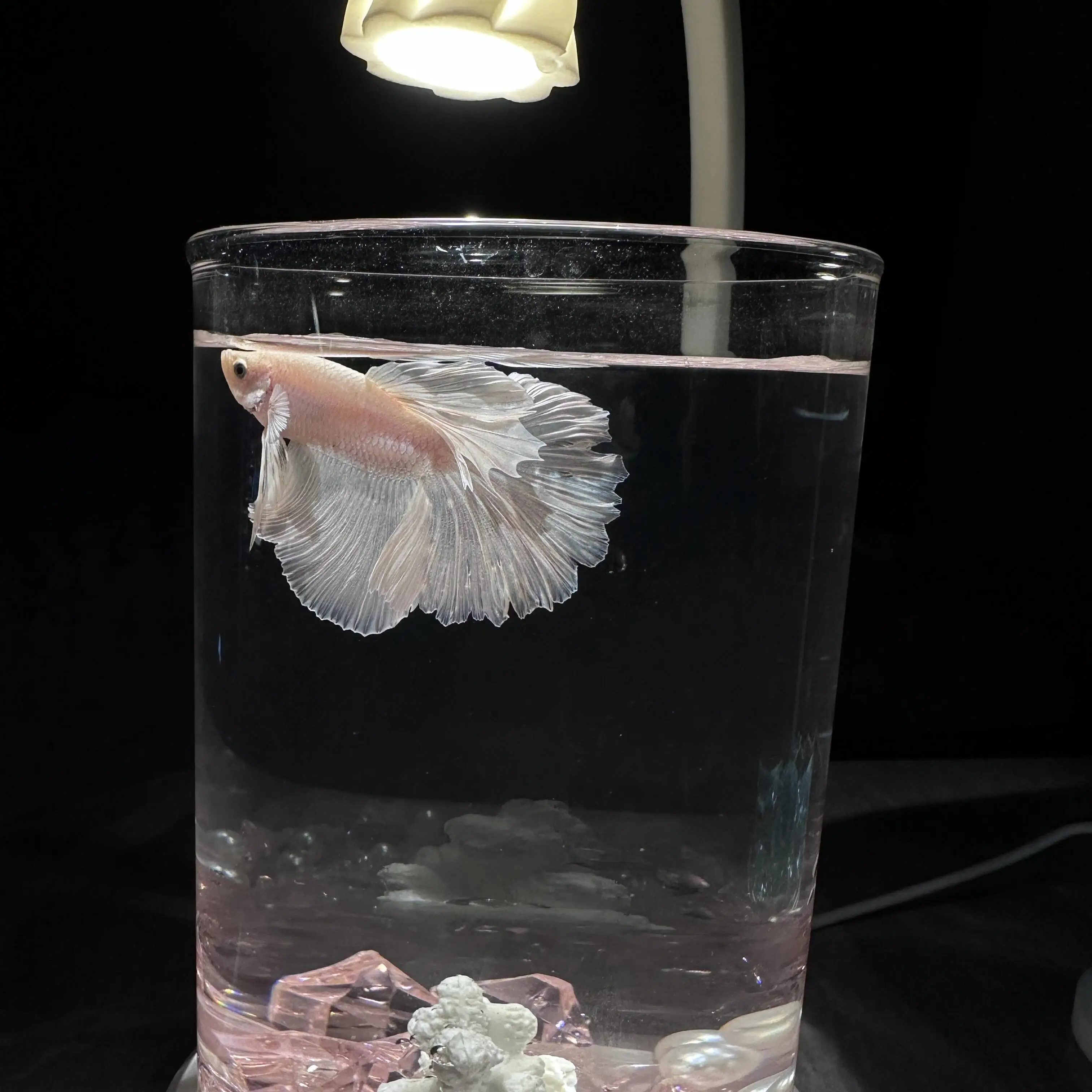 60センチ水槽を選ぶべきか？実は小さなアクリル金魚鉢が、暮らしの中心にいる