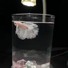 アクリル製 テーブル用異形金魚鉢【透明・小型・観賞用・エコ水槽デザイン】