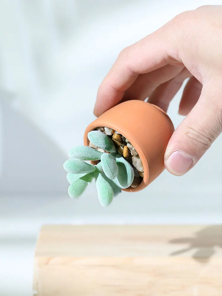 一人暮らし新生活をだけで揃えたら総額いくら？陶土製多肉植物で心のバランスを整える完全ガイド