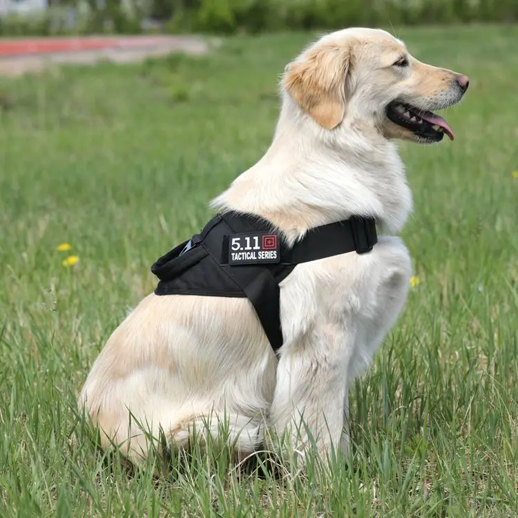 犬のお散歩グッズをコスパ良く揃える方法｜胸部ハーネスの選び方と実際の使い方
