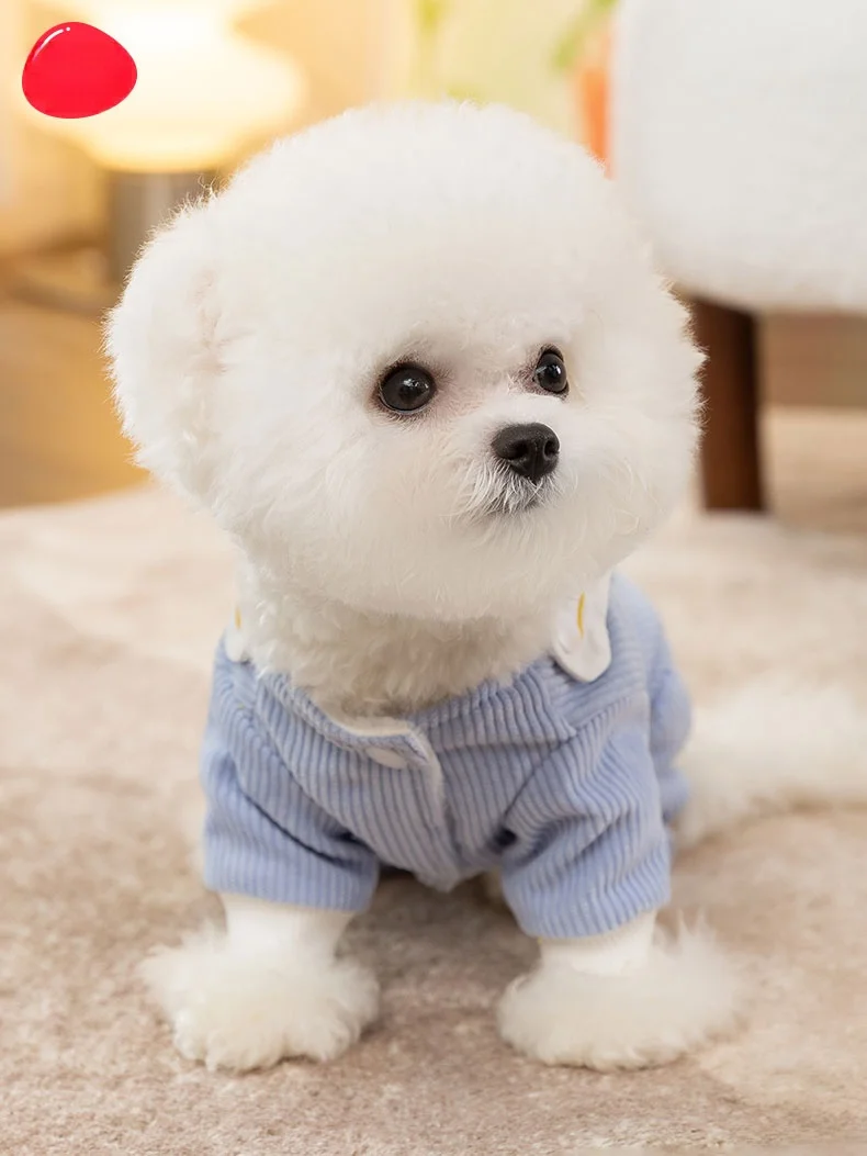 生後3ヶ月の犬にぴったりの服は、どんなものがあるの？