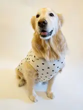 犬用ベスト 大型犬 ゴールデンレトリバー ボーダーコリー 綿100% うさぎ尻尾デザイン 「OliviaWear」