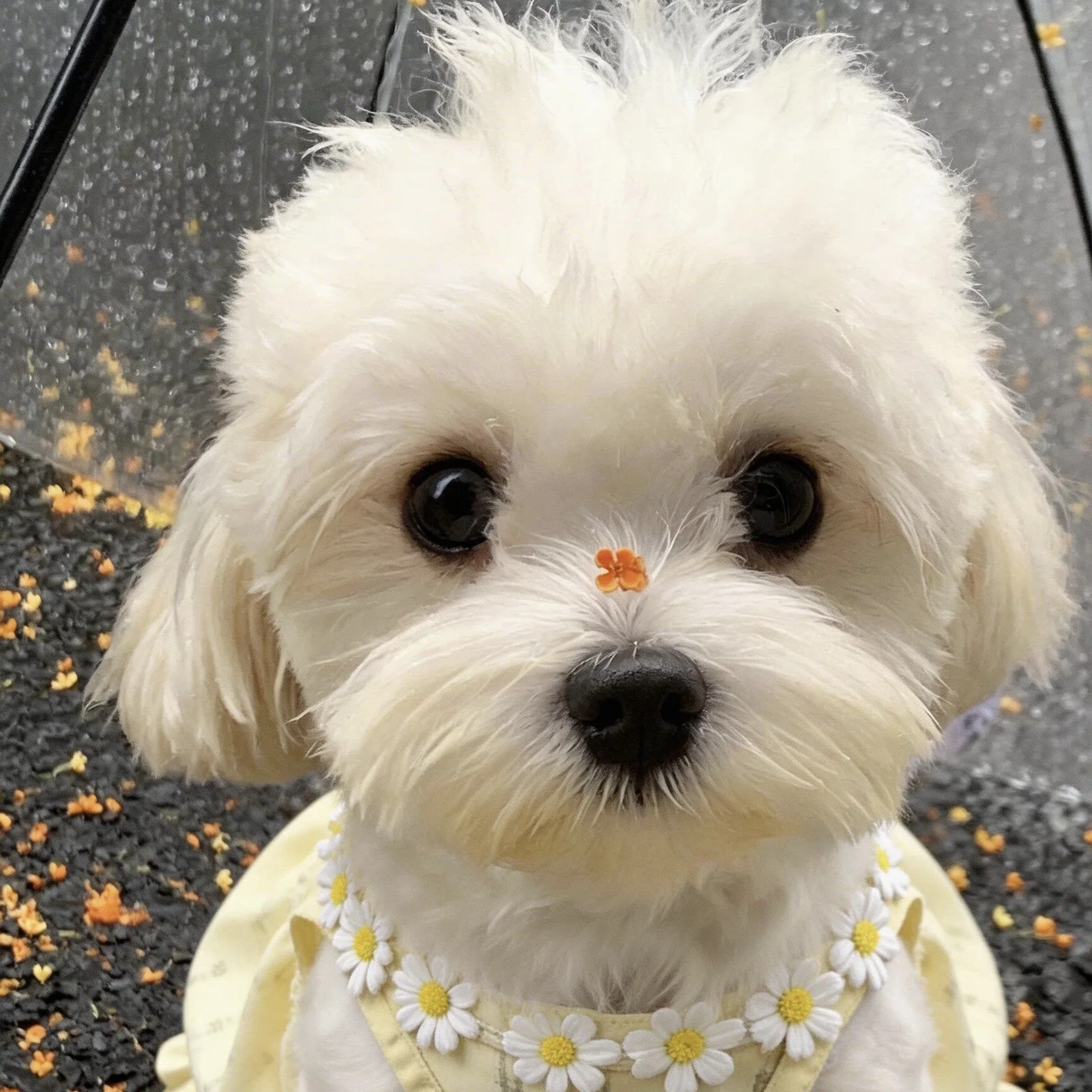 ミニワンとは何か：犬用サマーワンピースの実用性と使用シーンの解説