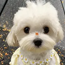犬用可愛いサマーワンピース【薄手・防脱設計・小型犬用】（セットアップ対応）