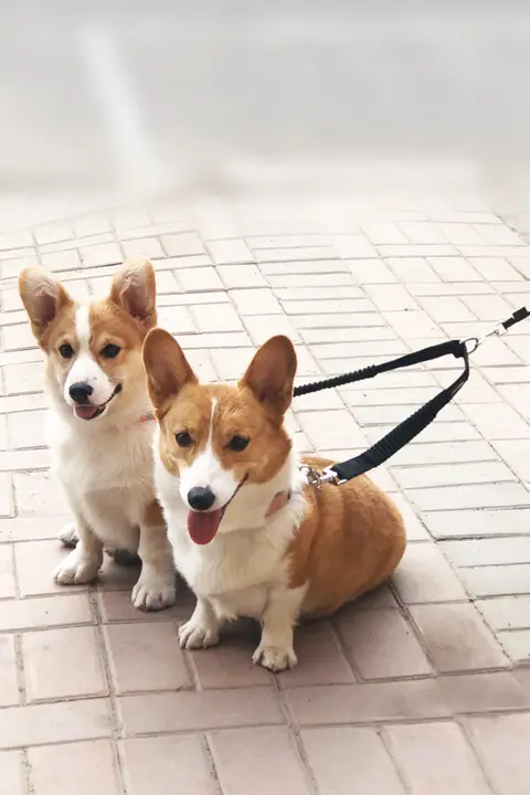 BeauGo 2頭引き用リード【ダブルヘッド・犬用・2in1デザイン】