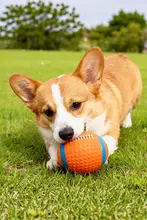hipidog 犬用おもちゃ ボール ゴム製 音が鳴る 歯磨き 耐久性 一人遊び 解消 運動不足解消 トレーニング