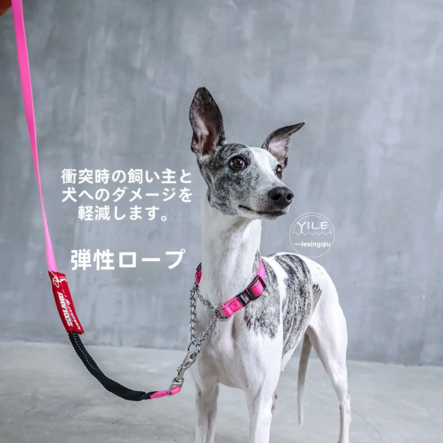 犬のお散歩グッズをコスパ良く揃える方法 - 防爆・高弾力首輪とリードセットの技術的背景