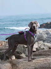 犬用ハーネス【アウトドア・引っ張り防止・ペット用リード付き】