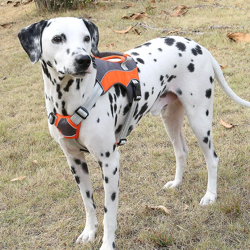 犬のお散歩グッズをコスパ良く揃える方法 - 大型犬用胸部ハーネスの定義と特性
