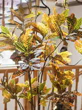 リアルなフェイクグリーン観葉植物【ラバーの木・インテリア装飾用・リビング・オフィスに最適】