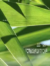 涼感モダール素材使用の男女兼用子供用ノン背心【抗菌バンブーファイバー】