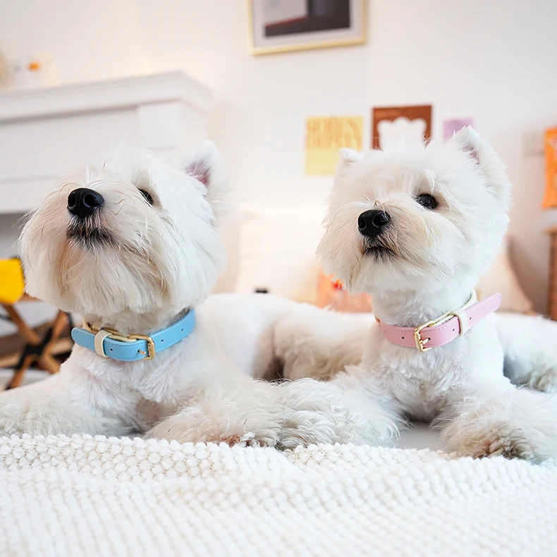 犬のお散歩グッズをコスパ良く揃える方法　真皮製首輪の実測ガイド