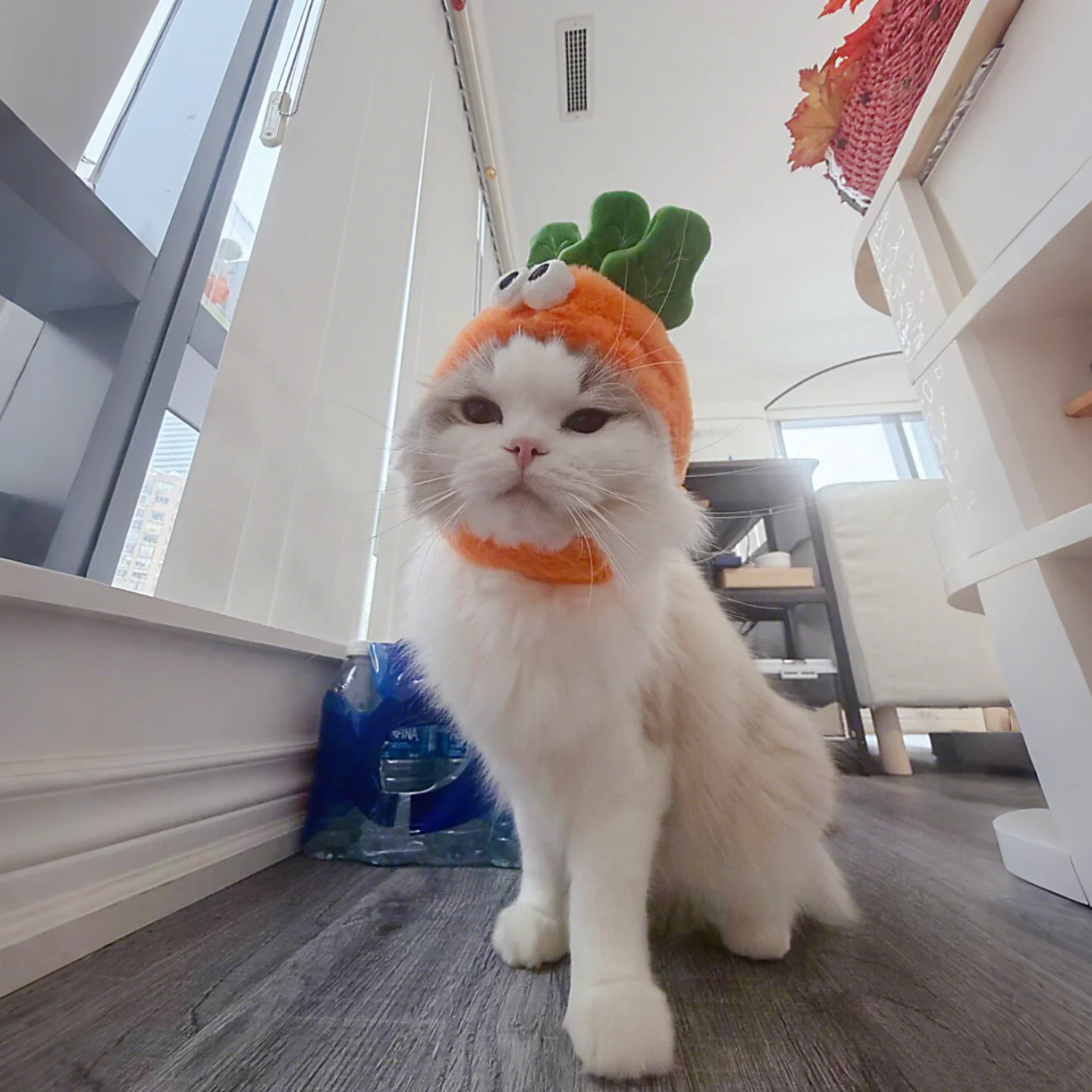 かわいいキャロットデザインの猫帽子：写真撮影向けの変装アクセサリー