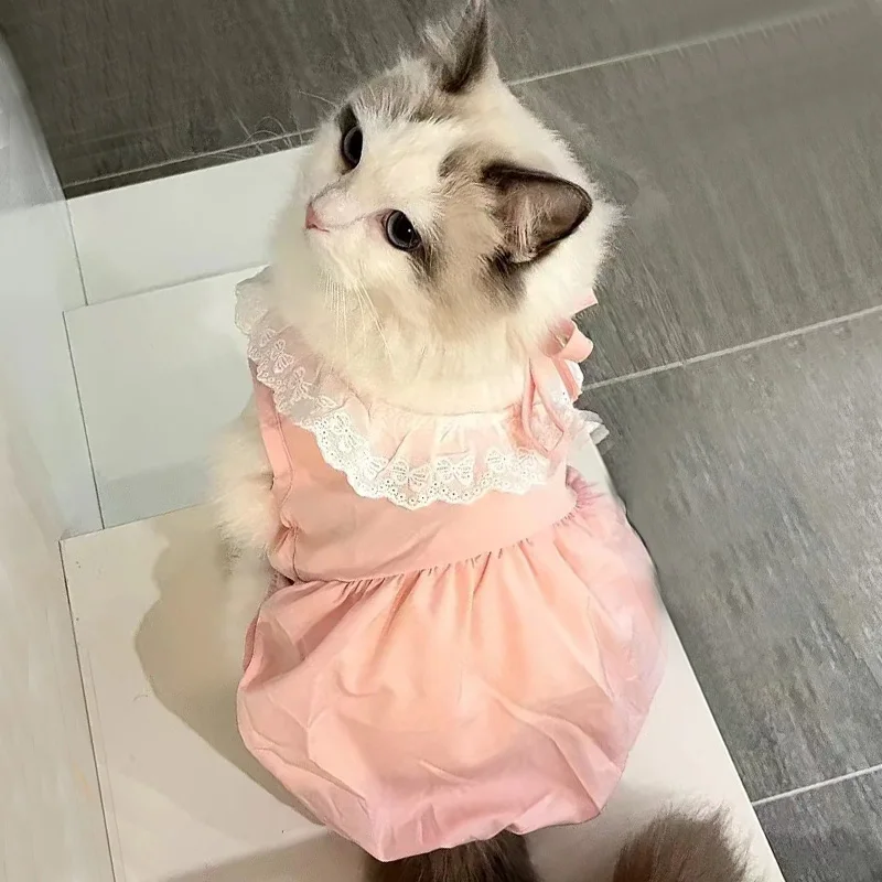 猫飼いが買ってよかったもの・悪かったもの正直に言う | 猫用チュニック風パンプキンスカートの実際の効果と特徴