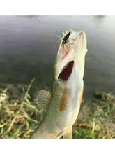 フライ 毛鉤 ルアー グリフィス 渓流用 淡水用 渓流魚 オイカワ カワムツ