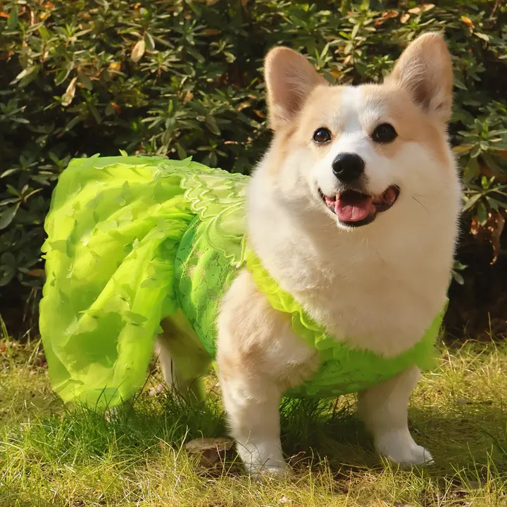 犬用プリンセスドレス【コーギー・柴犬・テディベア風・透け感あるメッシュ・UVカット・通気性】
