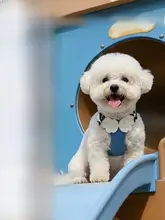 小型犬用 胸部ハーネス【背面式引き紐・テディベア・ポメラニアン用】
