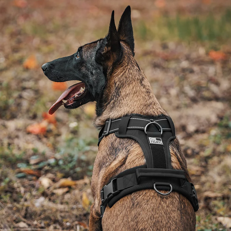 犬のお散歩グッズをコスパ良く揃える方法 - 反射材質の胸部ハーネスの安全機能とサイズ選定