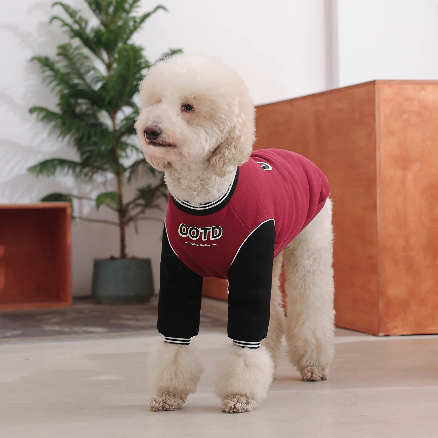 大型犬の服をどう選ぶ？冬の寒さに負けない、リアルな使い勝手を体感した1つの答え