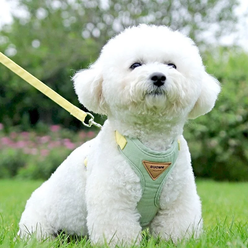 犬のお散歩グッズをコスパ良く揃える方法｜胸囲で選ぶ3つのポイントと実測ガイド