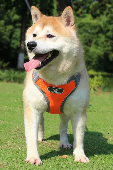 犬用ハーネスリード【防爆設計・胸部サポート・小型中型大型犬用】
