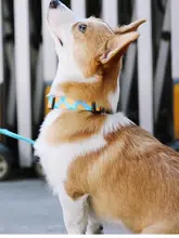犬用首輪とリードセット【小型から大型犬用・コーギー・フレンチブルドッグ・テディベア】（セットアップ対応）
