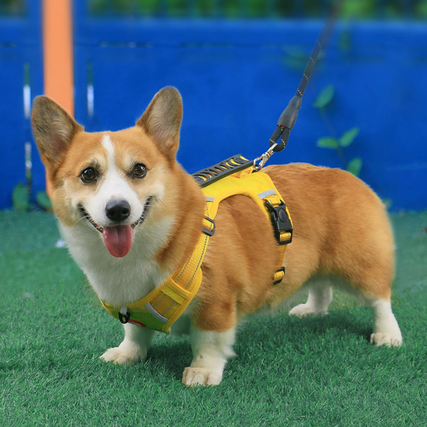 地震時に犬が安全に外に出られるようにする、本当の「防災リード」は？