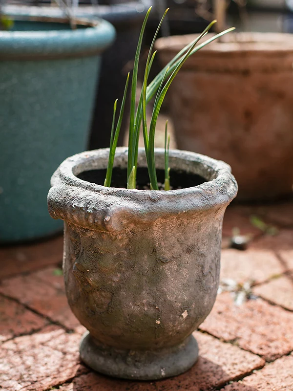 日陰でも育つ植物 屋外に適した陶器プランターの選び方