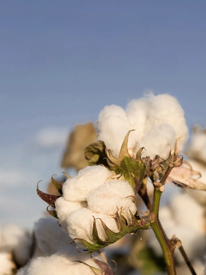 4点セット ピュアコットン シン�グルベッド用寝具【カバー・シーツ・ベッドスカート】