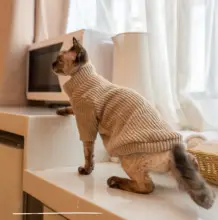 GINGERAIN テキサス猫用ニットセーター【保温・柔らかい・無毛猫対応】