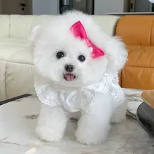 ペット用夏用レースフリル付きプリンセスドレス【テディベア・犬・猫用・サンプロテクション】