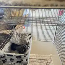 八旗 304不锈鋼製 プラットフォームと小動物用ジャンプ台【ペットゲージ用・はちかまオーストラリアリスのための踏み台】