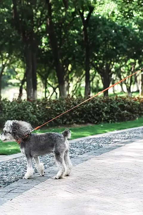 Truelove ペット中型犬子犬チェーン