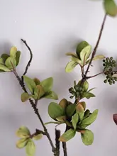 リアルな造花の果実付きブランチ装飾【リビング・ダイニング用】