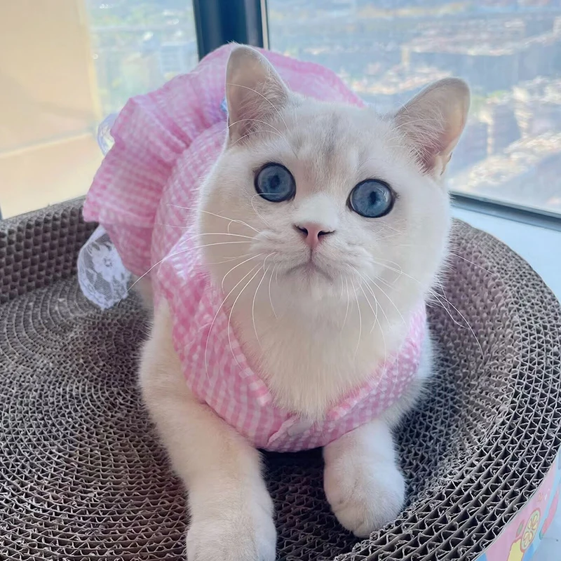 猫飼いが買ってよかったもの・悪かったもの正直に言う | ペット用猫用ドレスの通気性とサイズ選び