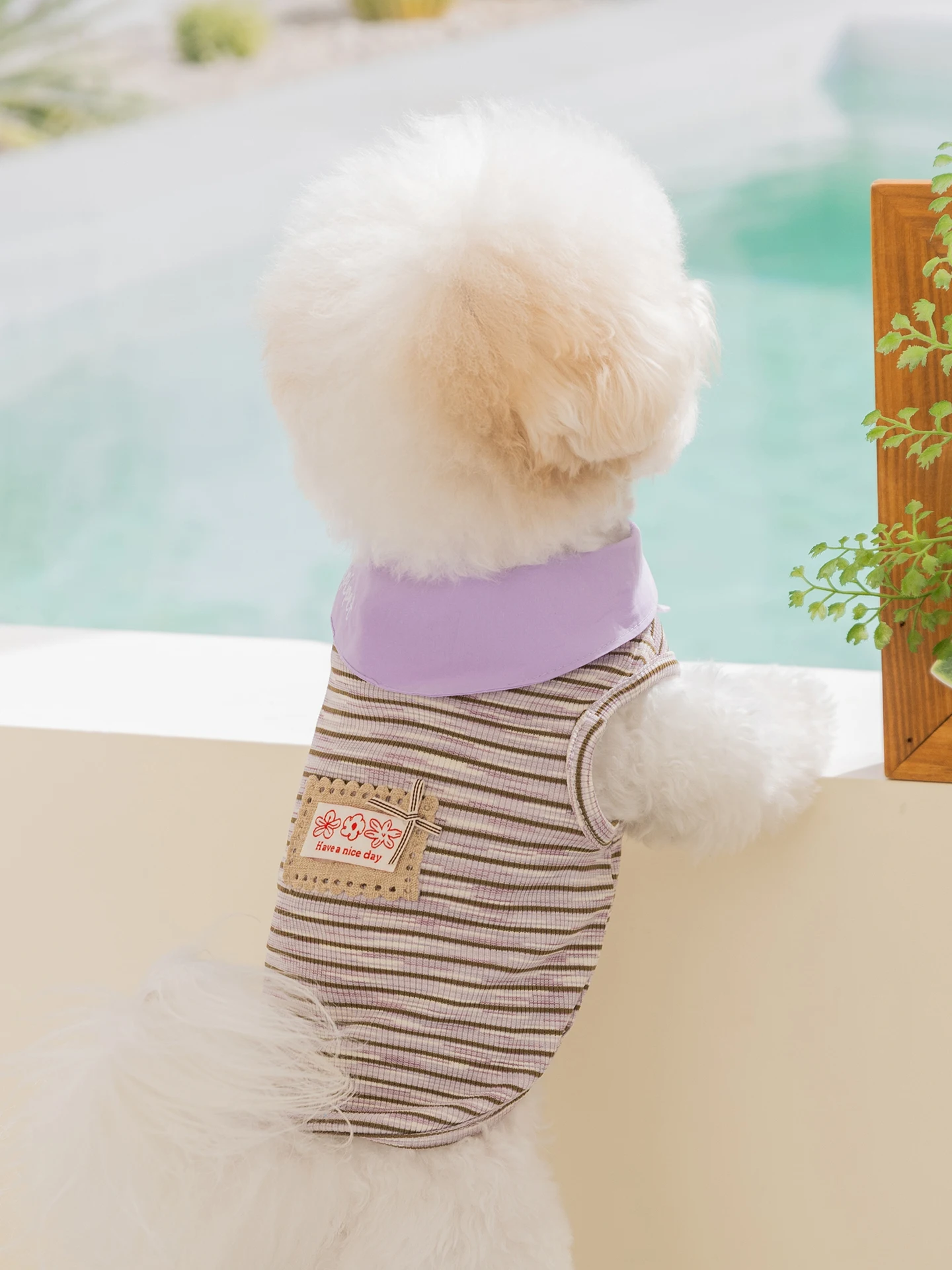 夏の犬にぴったりの薄手衣服は、どう選ぶ？