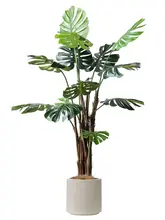 観葉植物 モンステラ 室内 大型 フロアプラント 装飾