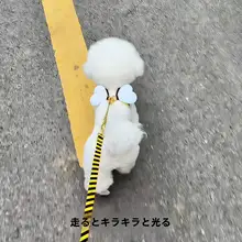 可愛いハチデザインの中小型犬用ハーネス【高品質・胸掛けスタイル・ペット用】
（セットアップ対応）
