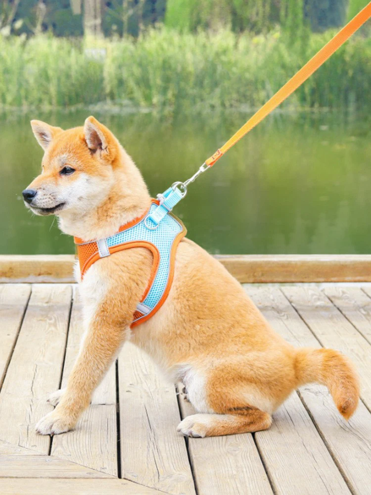 犬のお散歩グッズをコスパ良く揃える方法｜サイズ・色選びの実測ガイド