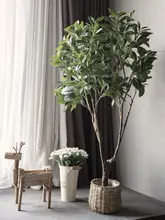 フェイツリー 大型植物 室内 家具 グリーン デコレーション