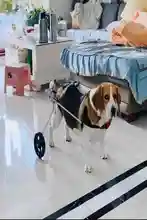 小型犬用ペット用車椅子【後肢サポート・障害犬用・調整可能】
