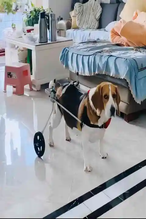 小型犬用ペット用車椅子【後肢サポート・障害犬用・調整可能】