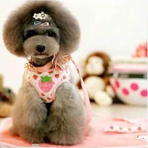 ペット用小型犬用リードとハーネス【テディベア犬用・調整可能】