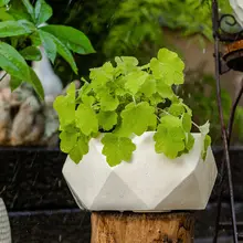 北欧風 グリーン植物用インテリアフラワーポット【モンステラ・バードオブパラダイス・シンプルデザイン】