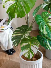 高級感あるリアルな葉の大型観葉植物【ゴムの木風・インテリア用・室内用】