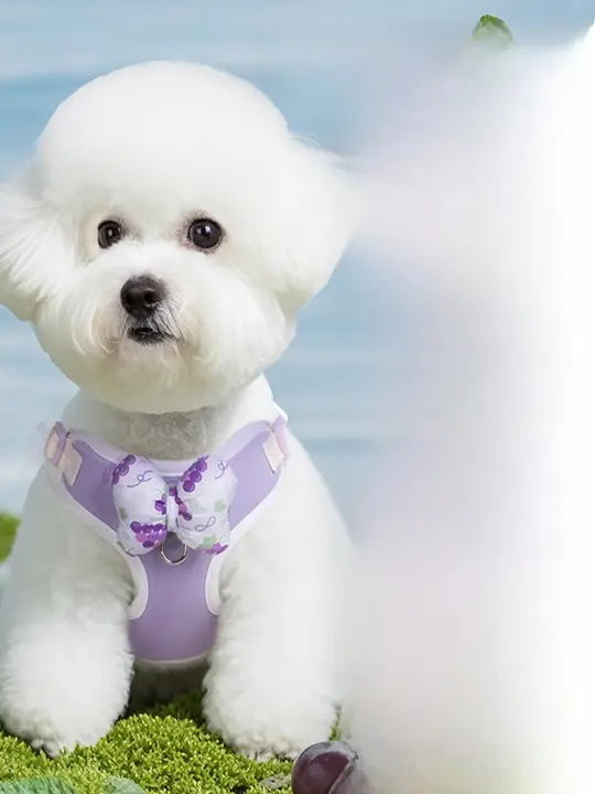 犬用ハーネス型リード【小型犬・お散歩用・快適設計】