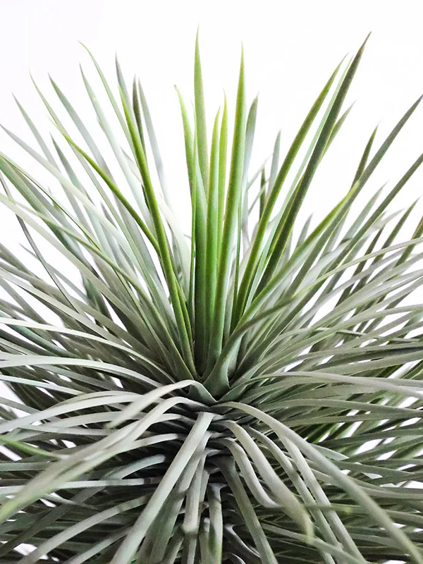 観葉植物を育てるのに迷っている？初心者向けに最適な「リアルなドラセナ」の選び方とは？