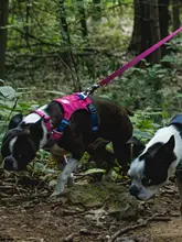 Ruffwear 犬用カラーとリード【軽量・柴犬対応・大型犬用・ペット用品】