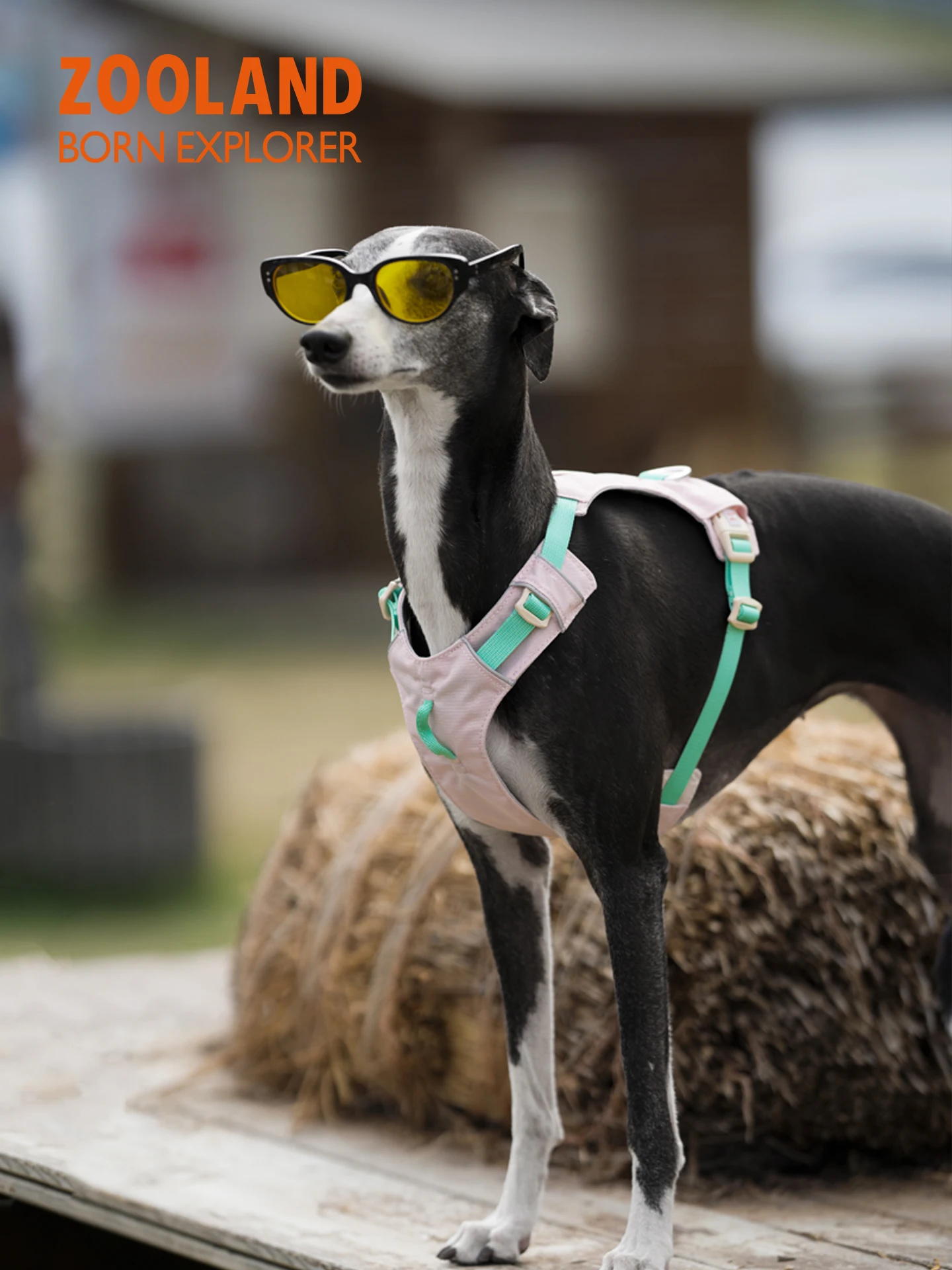 犬のお散歩グッズをコスパ良く揃える方法　リーシュ付きハーネスの選び方徹底解説