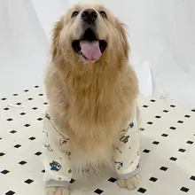 犬用肘保護パッド【中型・大型犬用・サモエド・ゴールデン・アラスカ対応】